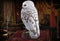 NOBLE COLLECTION - HARRY POTTER - HEDWIG RESIN SCULPTURE 849421003302