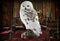 NOBLE COLLECTION - HARRY POTTER - HEDWIG RESIN SCULPTURE 849421003302